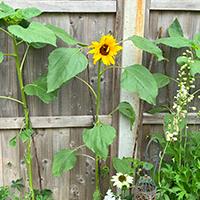 First sunflower head showing in a garden plant